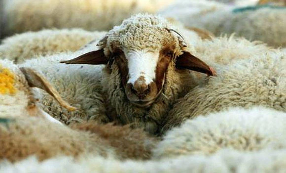 Dutch police hot on trail of sheep-rustling gang