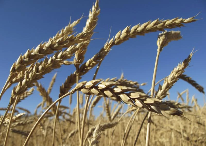 Strategic wheat storage to be doubled