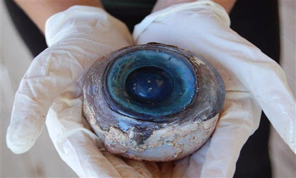 Giant eyeball may belong to big squid