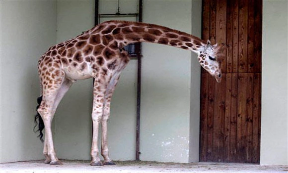 Giraffe subjected to spring hoodlum attack dies