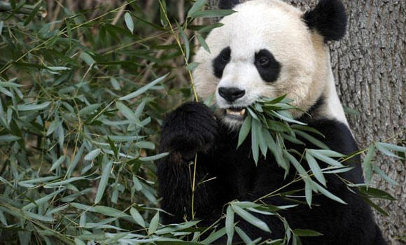 Chinese scientist says prehistoric man ate pandas