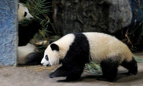 Thailand’s celebrity panda reality show axed