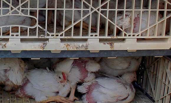 Big stores reduce chicken prices