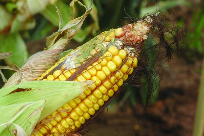 Aflatoxins: Occurrence and health risks