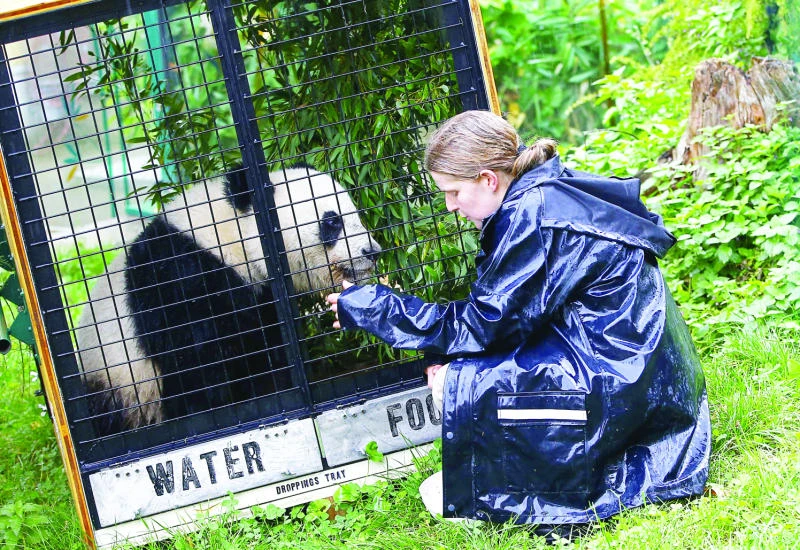 Vienna panda trains for China trip