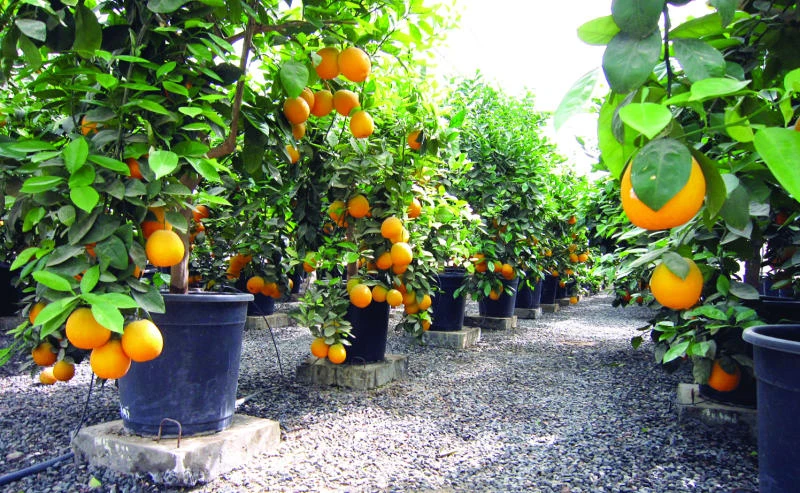 Najran workshop on citric plants begins today