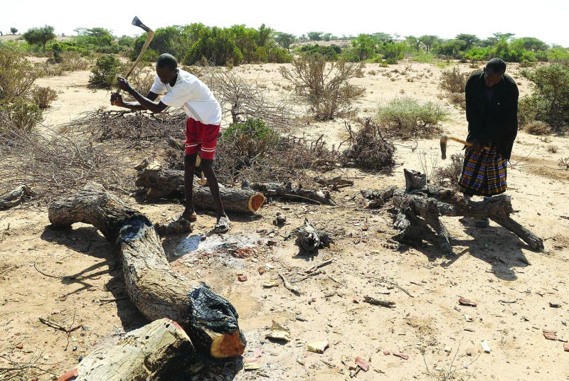 Deforestation turning Somalia into desert