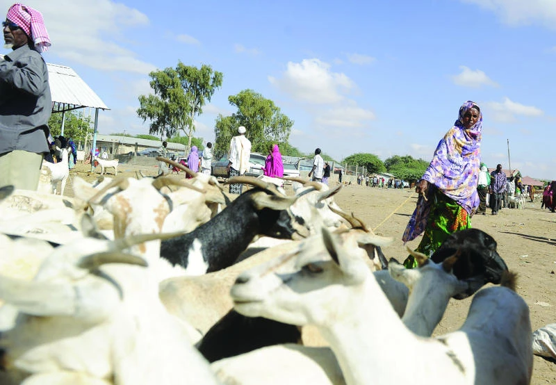 Somali livestock trade booming despite ravages of war