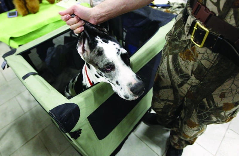 Russian ‘dog hunters’ wage death campaign on strays