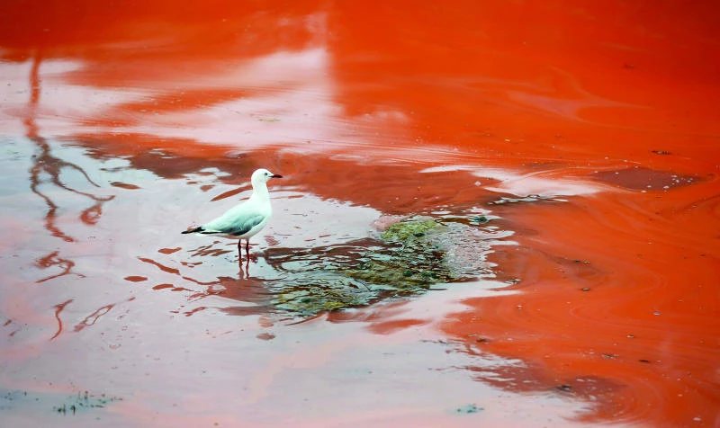 Algae turns Australian oceans milky pink