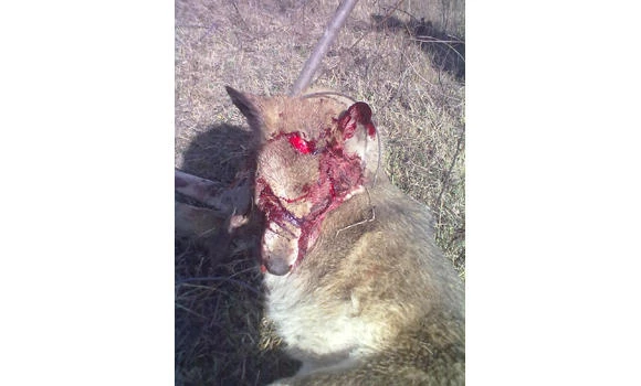 Russian woman attacked by wolf, axes it to death