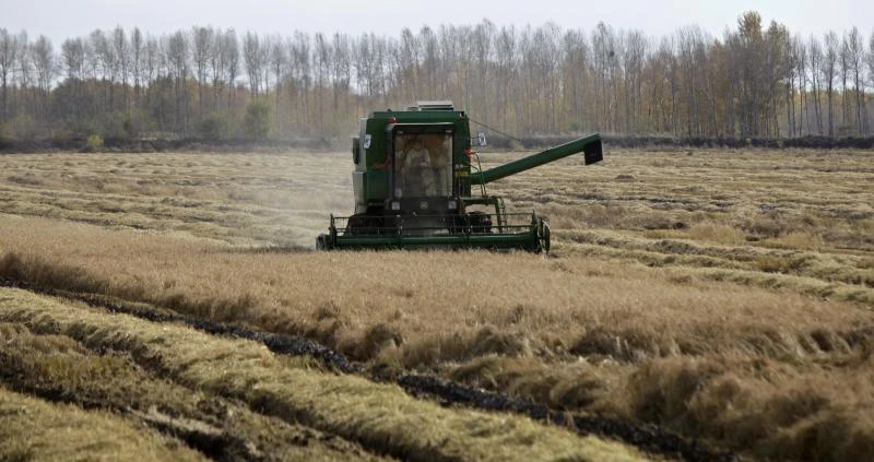 China’s corn revolution promises great leap forward in yields