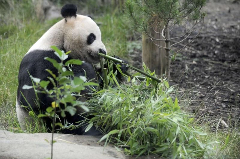 100 days after birth, San Diego panda gets name