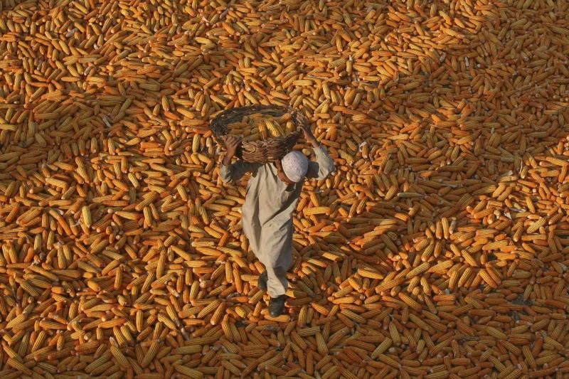 Corn traders likely set for more mixed price signals?
