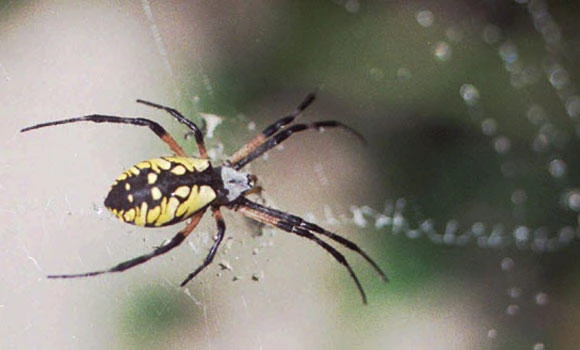 Fraud? No, spider delays Mass. town’s vote count