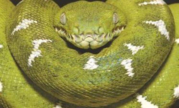 British ministry rattled by £10,000 bill to stuff snake