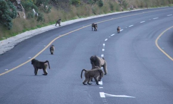 Cape Town baboons get paintballed