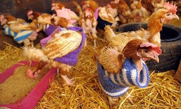 40,000 pounds of chicken nearly cooked in highway accident