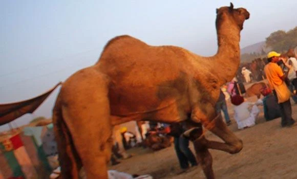 Circus camel takes detour through California city