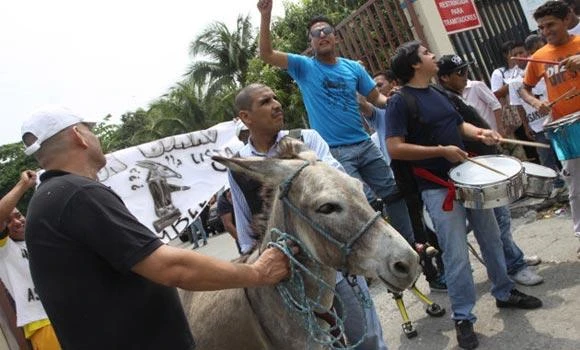 Ecuador officials reject donkey as candidate