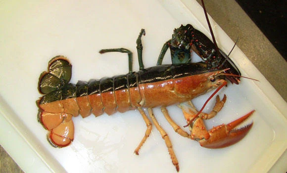 Man sentenced for stealing lobsters for drug habit