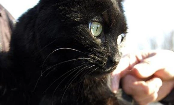 Missing cat found 6 days after Indianapolis blast