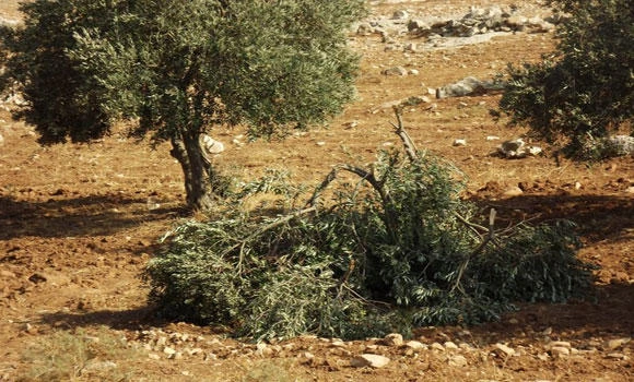 Palestinian olive trees cut down in West Bank