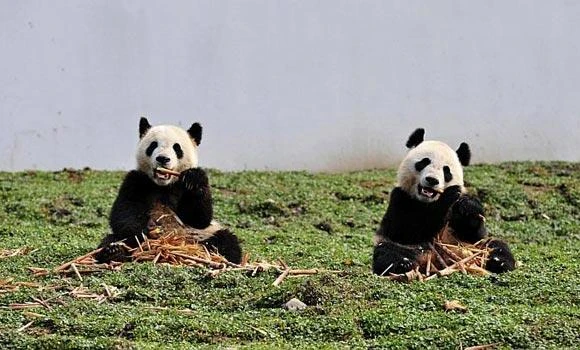 China’s endangered pandas face bamboo shortage threat