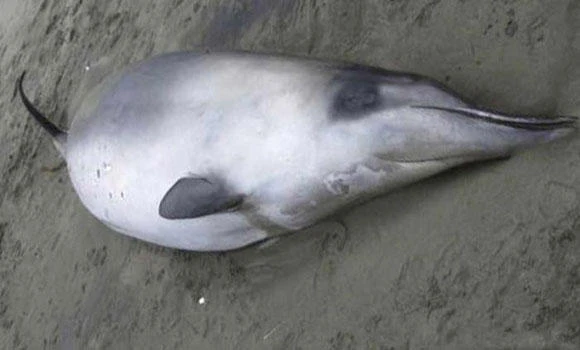 Rarest whale spotted off New Zealand
