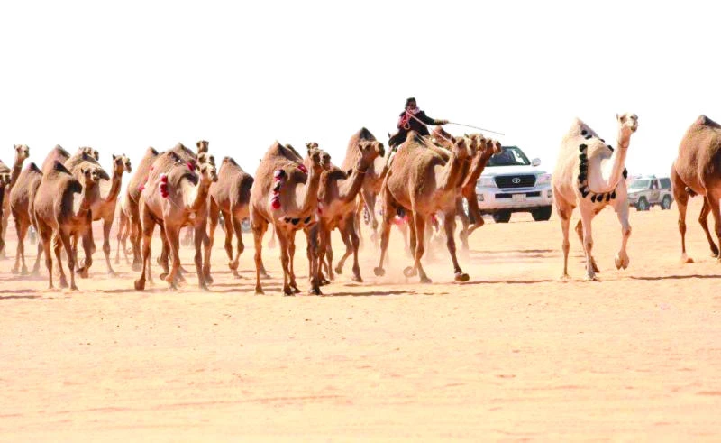 Beauty of the beast: 16,539 camels compete in pageant