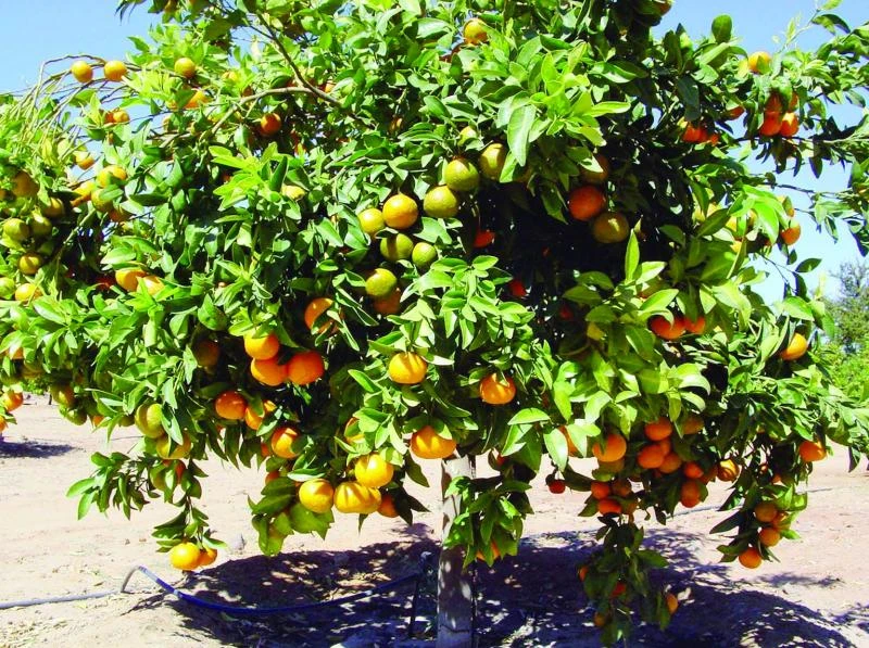 Najran to refine citrus production