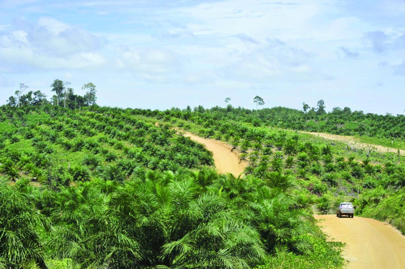 Environmental hangover from Indonesia’s palm oil thirst