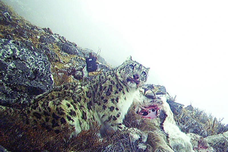 ‘Yak insurance’ plan saves Nepal’s snow leopard
