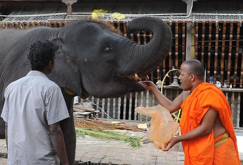 Low-fat, low-sugar alms for Sri Lankan monks