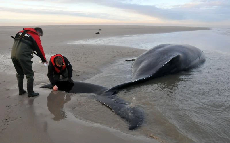 Humpback ‘Johannes’ dies, ending Dutch whale of a tale
