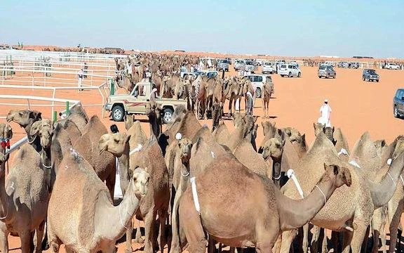 Camels and desert lovers flock to Um Ruqaibah