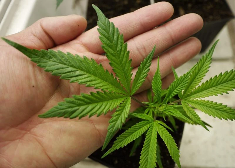 Turkey seizes PKK marijuana stash in major crackdown