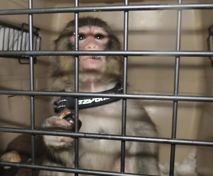 Toronto monkey owner to go to court to seek return