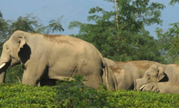 Two circus elephants survive Siberia fire