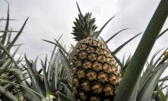 Australian scientists develop coconut-tasting pineapple