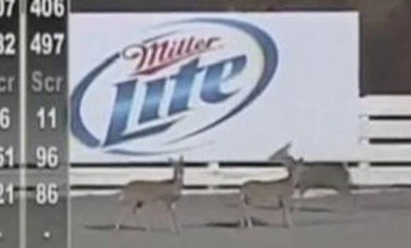 Deer get onto racetrack, announcer plays along