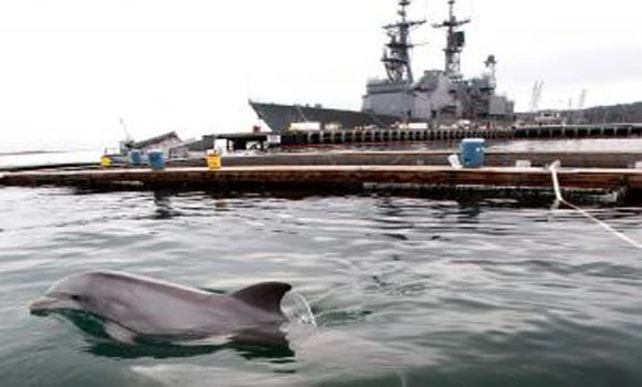 Trained Navy dolphins losing out to robots