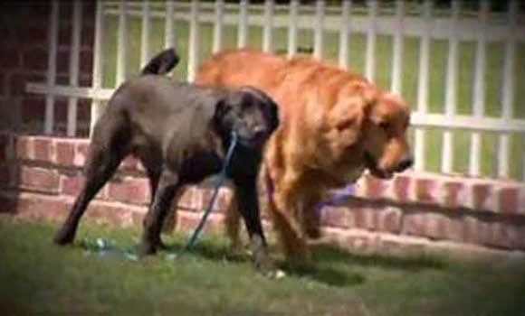 Guide cat takes blind dog for walks