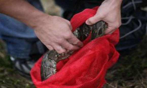 Track down giant pythons for cash in Florida?