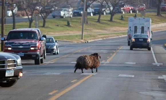 Ram on the lam: Escaped sheep captured in Iowa