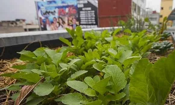 China prepares to grow vegetables on Mars: state media