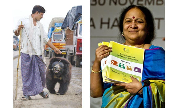 India’s ‘dancing bears’ retire in animal rights victory