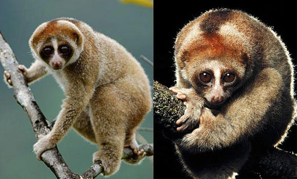 New slow loris species discovered in Borneo