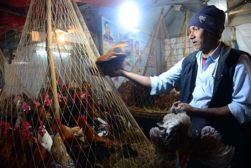Bangladesh court reunites lovesick parrot with her Prince
