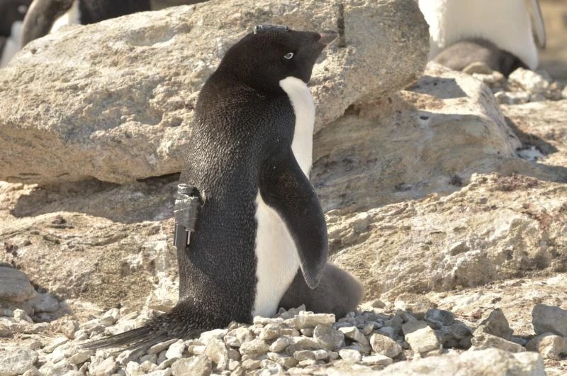 Adelie penguins: cool, efficient killing machines